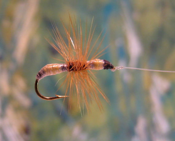 Enlarged view of image